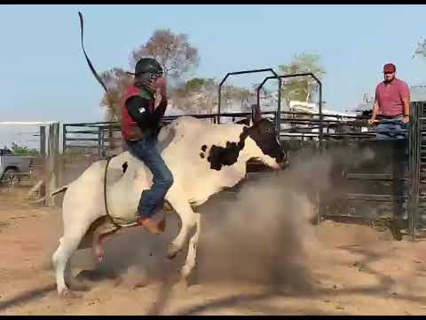 Touro Bandoleiro da cia AB Bulls 18/09/2021 RODEIO (leia a descrição)