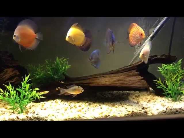 Discus Fish Display Tank