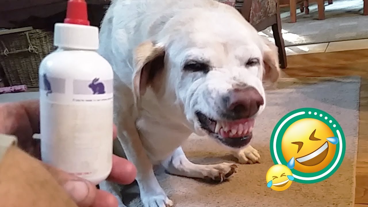 Funny DOGS videos 2024 😁🐶 New Funniest Animal Videos #9