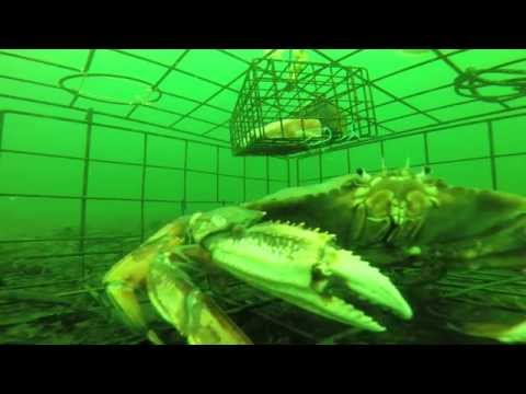 Never before seen underwater  footage of a Crab Trap at 80ft with a GoPro