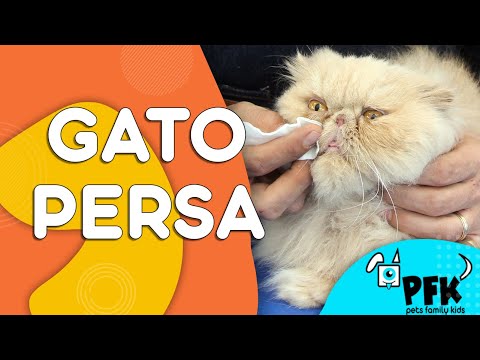GATO PERSA: CUIDADOS GENERALES | PETS FAMILY KIDS