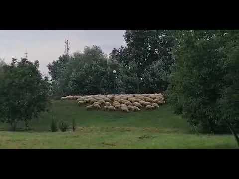 Cu oile prin centrul municipiului Satu Mare