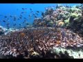 Vangelis  Fields of Coral