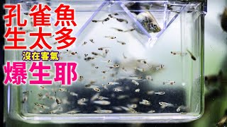 孔雀魚開始爆生幾百隻小魚!太超過了!GEX五味靜音打氣機有多安靜? 迷你水妖精 孔雀魚生超多