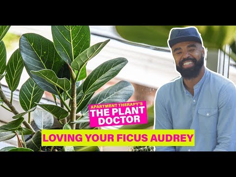download lagu mp3 mp4 Ficus Audrey Buy, download lagu Ficus Audrey Buy gratis, unduh video klip Ficus Audrey Buy