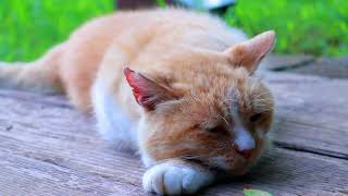 のんびりとくつろぐ靴下猫