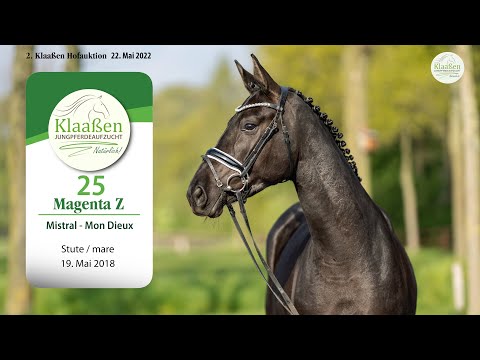 2. Hofauktion Klaaßen Kat-Nr. 25 Magenta Z Stute v. Mistral - Mon Dieux