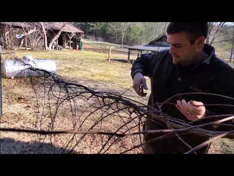 02-28-2015 - How I prune my muscadine / scuppernong vines