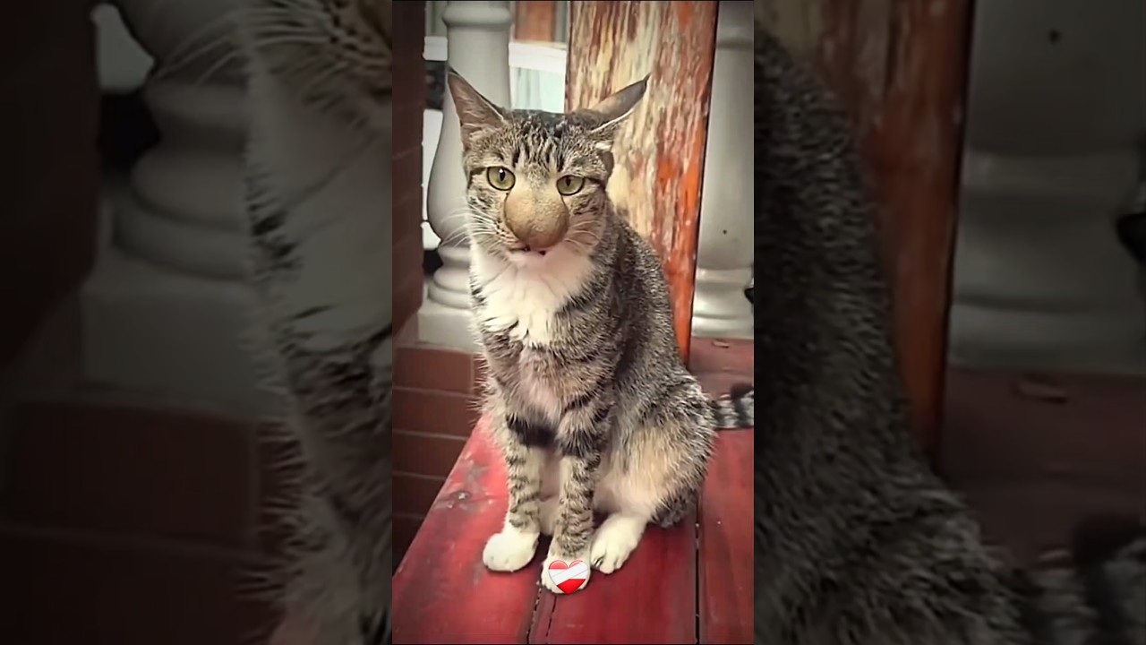 Cats #cat #catlover #catshorts #shorts #cats