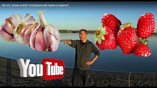 Когда хорошо клюет сазан в астрахани