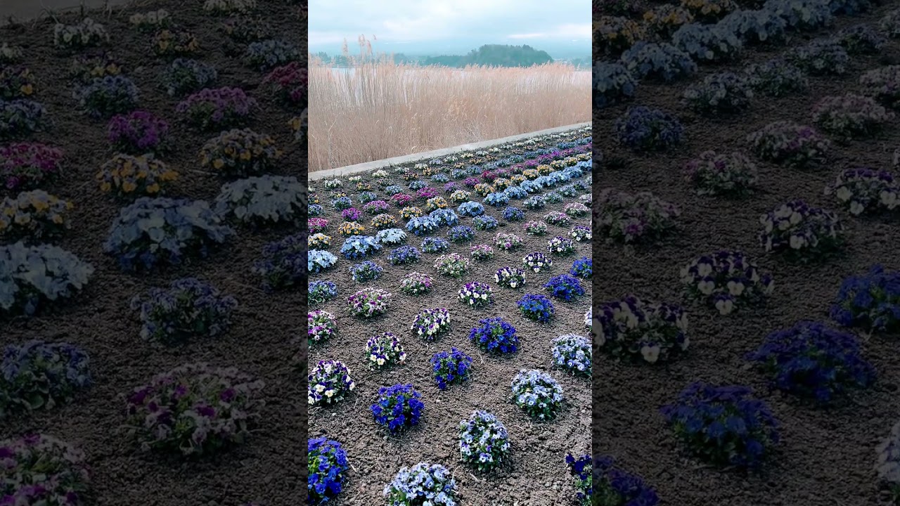 富士大石花テラス海外の方で溢れてました＾＾