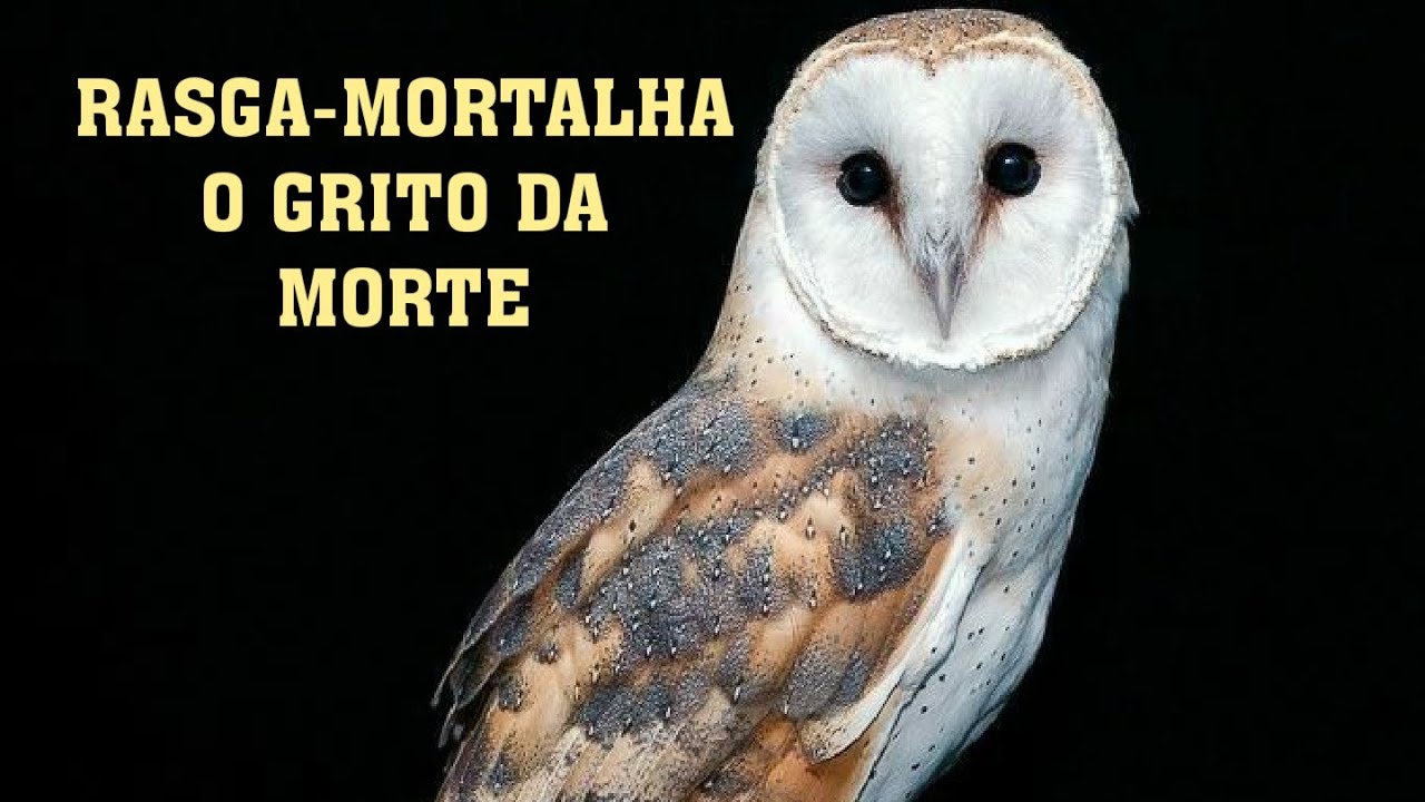 Rasga-mortalha