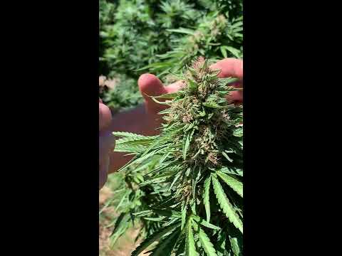 Why Does Cannabis Mold in the End of Summer Heat?