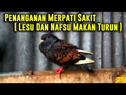 , title : 'Cara Menangani Merpati Sakit - Lesu & Nafsu Makan Turun'