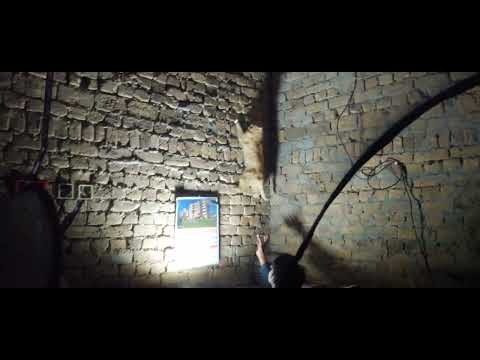 Simba a Big male Cat 🐈 Hunt