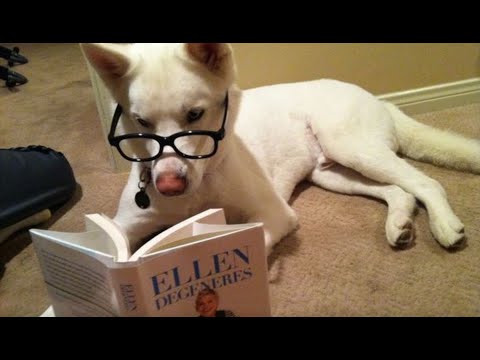 Funny Dogs and Cats| Fun activity| Relaxing photo gallery 😍
