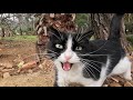 When The Tuxedo Cat Saw Us She Ran To Us And Started Meowing Excitedly