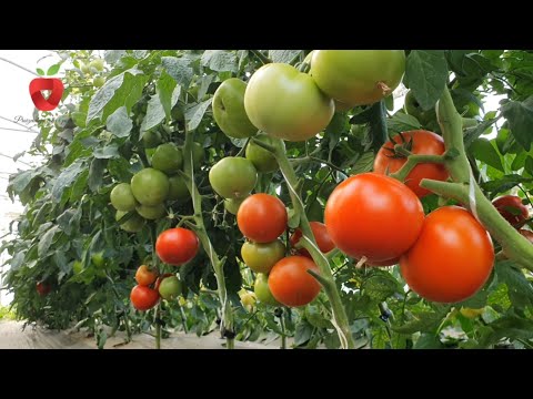 , title : 'Moj način uzgoja paradajza - kako do zdravih biljaka i obilnog uroda?'