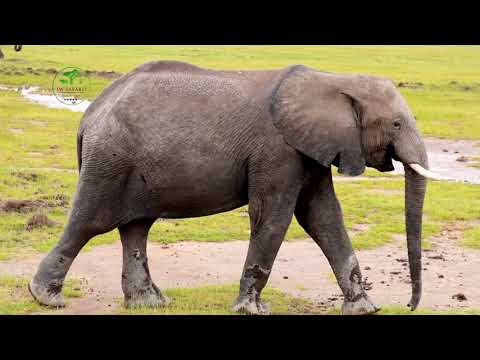 Elephants Really Do Have Thick Skin; The average elephant’s skin can be around 2.5 cm thick all over