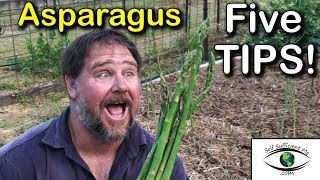 5 TIPS How to Grow a Ton of Asparagus in a Raised Garden Bed Container