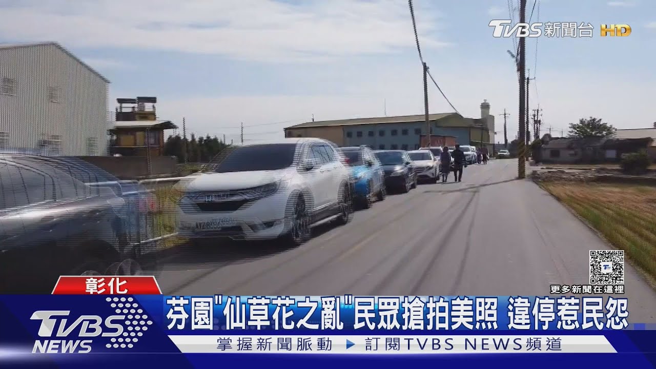 彰化花海盛開!遊客瘋拍雪白蕎麥 粉紫仙草田「違停塞爆」引民怨