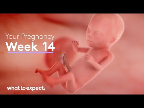 Mother-Baby developments this week (week 14)