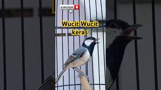 Download lagu Gelatik batu gacor wucit wucit #suaragelatik #suaraburung #birdsong #viralshorts #viralvideo #shorts mp3 Download lagu Gelatik batu gacor wucit wucit #suaragelatik #suaraburung #birdsong #viralshorts #viralvideo #shorts mp3