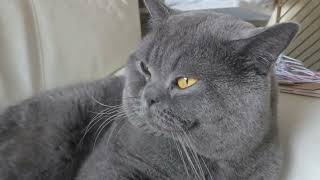 Download lagu A beautiful memory with Mochi my British Shorthair Cat. He is so Chunky! mp3