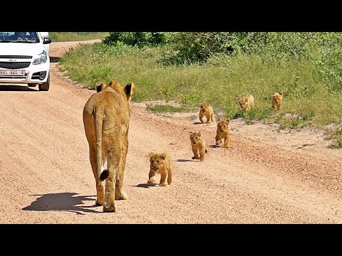 6 Tiny Lion Cubs Race to Keep Up with Mommy
