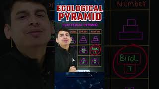 Ecological Pyramids in Ecosystem Class 12 #doctorsadda #ecologicalpyramid #neetbiology #biomass