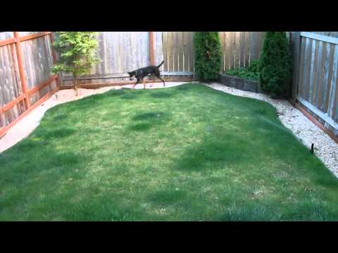 Playing in the sprinklers part 2 June 2012