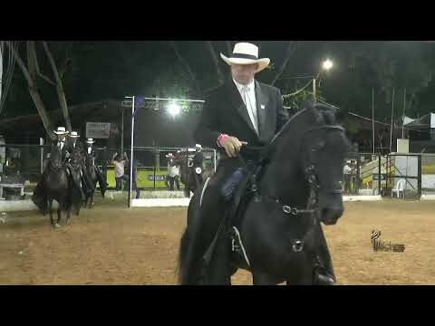 PRETENDIDO DE SAN ISIDRO, GRAN CAMPEON PASO FINO COLOMBIANO  EXPOSICION EQUINA MONTERIA GRADO A 2025