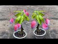 Synthesize the best techniques to grow mango quickly to fruit