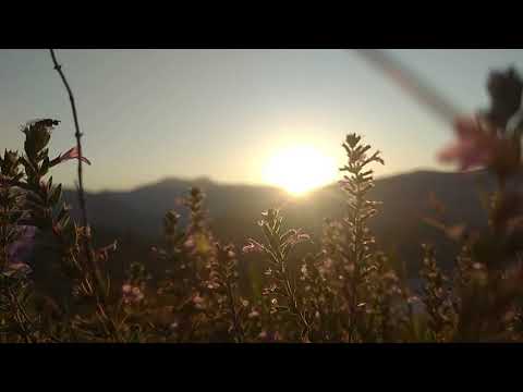 Beautiful Sunrise & The Flowers | NO COPYRIGHT VIDEO | NATURE