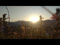 Beautiful Sunrise The Flowers NO COPYRIGHT VIDEO NATURE