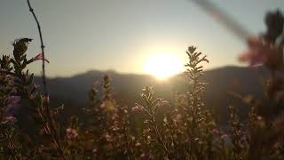 Beautiful Sunrise & The Flowers  NO COPYRIGHT 