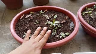 preview picture of video 'How To Transplant The Succulents/When To Transplant The Succulents'