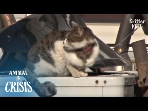 Kitten Tied With A Rope Around His Neck Still Believes In Miracles | Animal in Crisis EP130