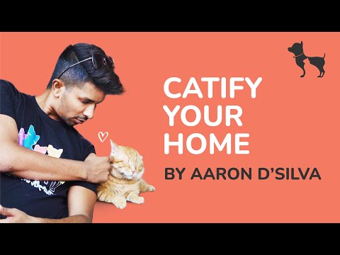 How to prepare your home for a new cat I By Aaron D’Silva