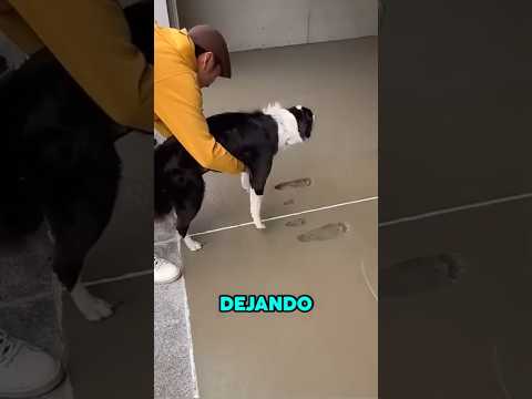 PERRO y CEMENTO hacen CAOS al MOMENTO 🐕😂 #shorts #animal #perros #divertido #familia #fail  #casa