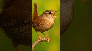 Download lagu Nyanyian Burung Wren Eurasia | Suara Burung Asli dalam Audio Alam 4K (Tanpa Musik) mp3