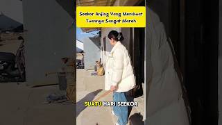 Download lagu Seekor Anjing Yang Membuat Tuannya Marah Besar #dog #doglover mp3 Download lagu Seekor Anjing Yang Membuat Tuannya Marah Besar #dog #doglover mp3