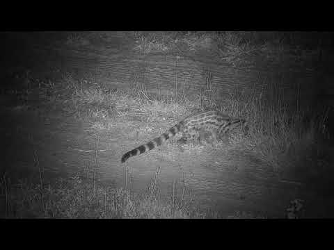 Djuma: Genet catches a Frog for dinner - 22:10 - 12/03/20