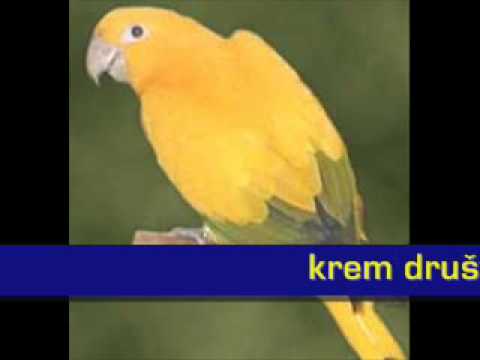 Električni Orgazam - Zlatni Papagaj