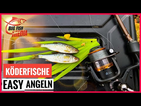 Jetzt gibt's was auf die Ohren - Alternativpose aus Ohrenstöpsel - Angeln auf Köderfische