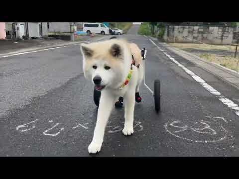 犬用車いすに乗る14歳の秋田犬