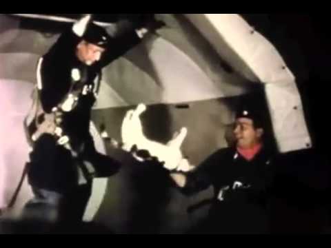 Cats in zero gravity - коты в невесомости 