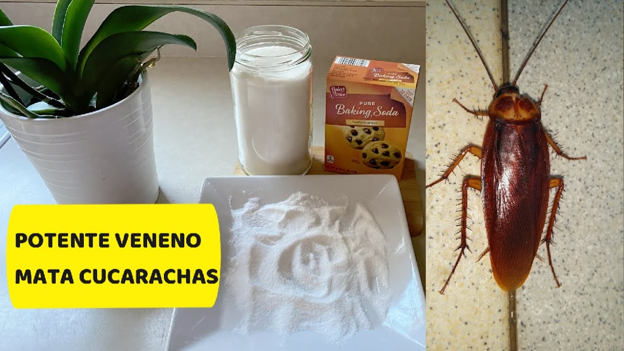 POTENTE VENENO MATA CUCARACHAS, LAS EXTERMINA POR COMPLETO!