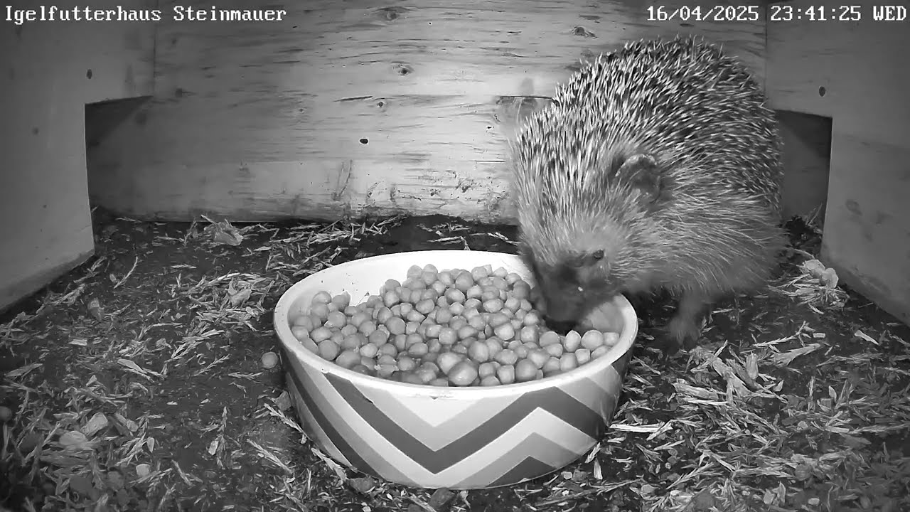 Endlich wieder Igelalarm im Igelhaus| 17.04.2025
