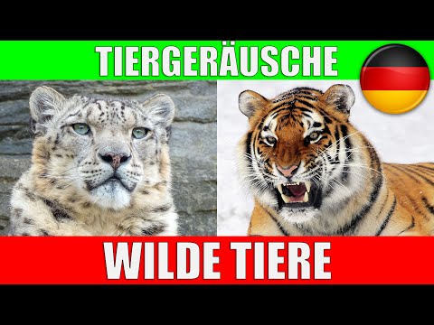 WILDE TIERE für Kleinkinder - Tierstimmen für Kinder, Kindergarten, Baby auf Deutsch | Lernvideo